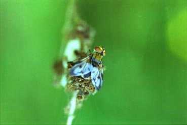 Mosca c.jpg